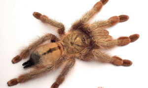 Psalmopoeus pulcher – panamska blondynka