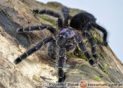 Avicularia purpurea – ptasznik