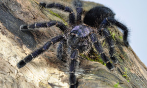 Avicularia purpurea