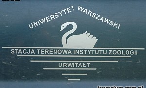 Preparowanie pasożytów z organizmów żab moczarowych (Rana arvalis)