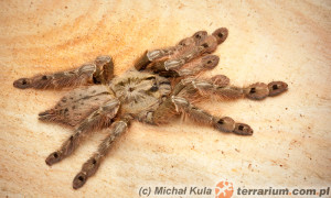 Stromatopelma calceatum