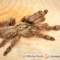 Stromatopelma spp. – ptaszniki
