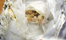 Cyclosternum fasciatum – raport rozmnożeniowy