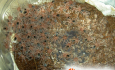 Grammostola rosea – raport rozmnożeniowy