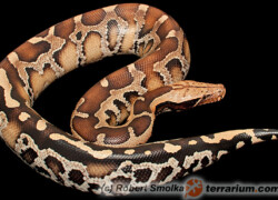 Python curtus – pyton krótkoogonowy