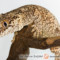 Rhacodactylus auriculatus – gekon uszasty, gekon gargulcowy