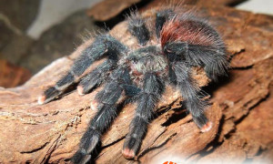 Avicularia velutina