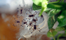 Avicularia geroldi (nom. dub.) – raport rozmnożeniowy