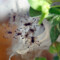 Avicularia geroldi (nom. dub.) – raport rozmnożeniowy