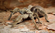 Eucratoscelus pachypus – ptasznik