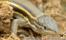 Psammodromus hispanicus – piaskarka hiszpańska