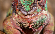 Furcifer pardalis – kameleon lamparci