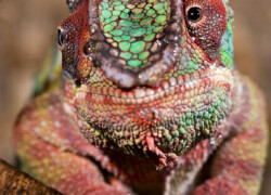 Chamaeleonidae – kameleonowate, kameleony