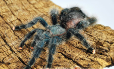 Avicularia metallica – ptasznik metaliczny