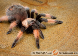 Brachypelma emilia – ptasznik