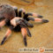 Brachypelma emilia – ptasznik