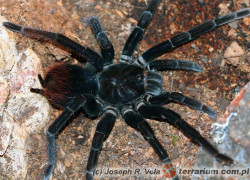 Pamphobeteus antinous – ptasznik