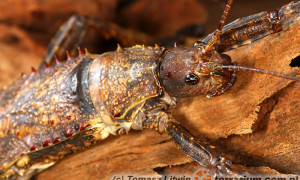 Eurycantha calcarata – straszyk nowogwinejski