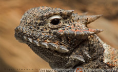 Phrynosomatidae – frynosomowate, frynosomy
