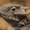 Phrynosomatidae – frynosomowate, frynosomy