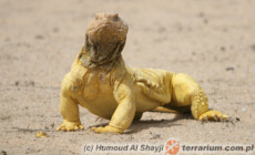 Uromastyx aegyptia – biczogon egipski