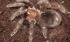 Tekoapora wacketi – ptasznik