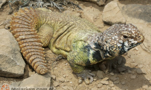 Uromastyx benti