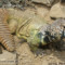 Uromastyx benti
