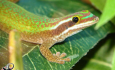 Phelsuma inexpectata