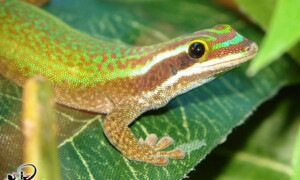 Phelsuma inexpectata