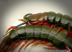 Cormocephalus nitidus