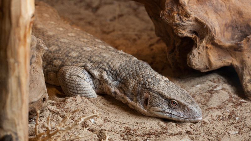 Varanus exanthematicus – waran stepowy, waran pustynny*