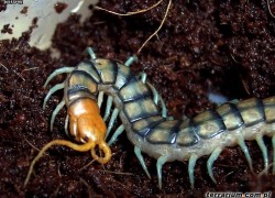 Scolopendra sp. „Mirabilis”