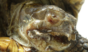 Muszyca żółwia – przypadek skrajnego zaniedbania żółwia stepowego (Testudo horsfieldii)