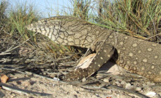 Varanus giganteus – waran wielki