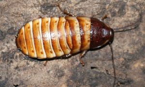 Elliptorhina chopardi