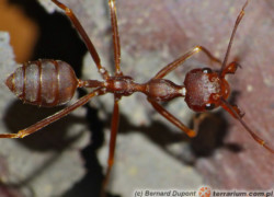 Oecophylla smaragdina – mrówka tkaczka