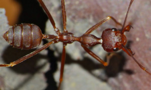 Oecophylla smaragdina – mrówka tkaczka