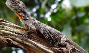 Draco volans – smok latający*, drako latający**