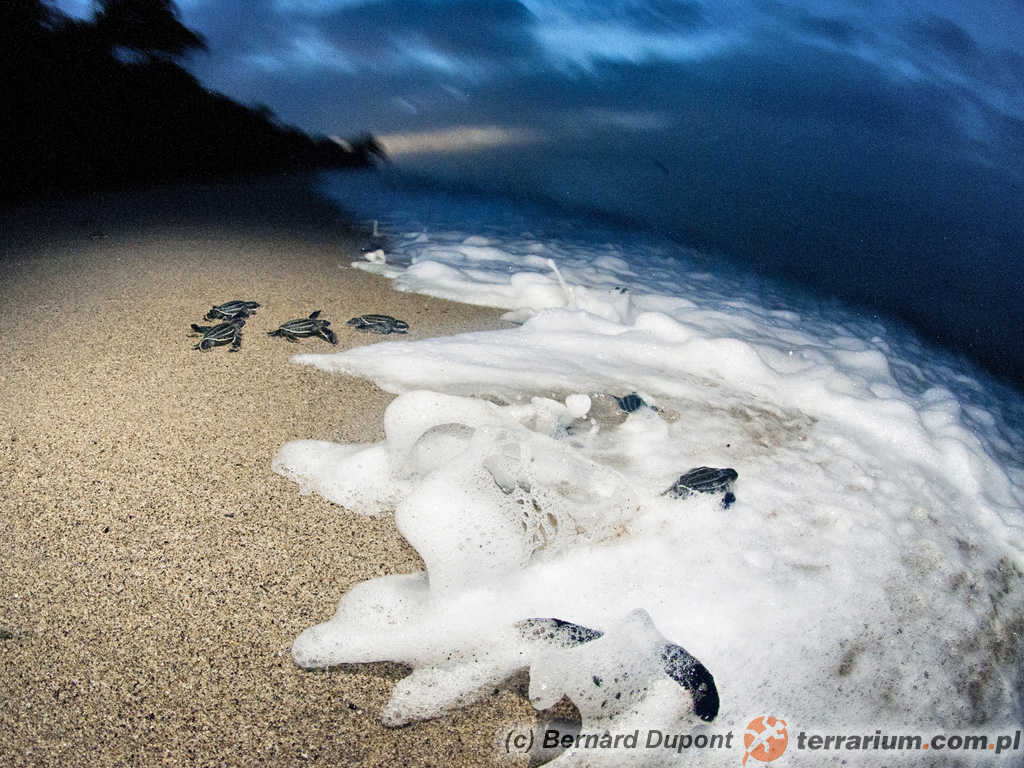 Dermochelys coriacea – żółw skórzasty – młode żółwie instynktownie wędrują do oceanu