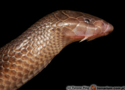 Atractaspis bibronii