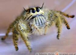 Hyllus diardi – skakun