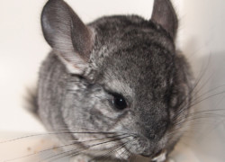 Chinchilla lanigera – szynszyla