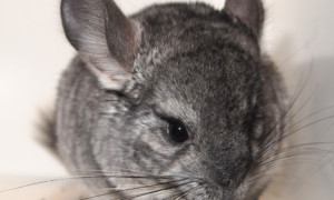 Chinchilla lanigera – szynszyla