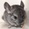 Chinchilla lanigera – szynszyla