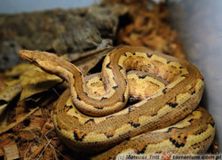 Candoia paulsoni – boa pacyficzny