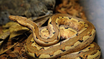 Candoia paulsoni – boa pacyficzny