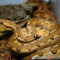 Candoia paulsoni – boa pacyficzny