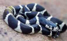 Lampropeltis californiae – lancetogłów kalifornijski