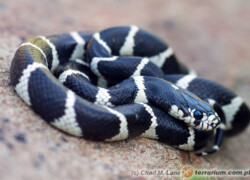 Lampropeltis californiae – lancetogłów kalifornijski